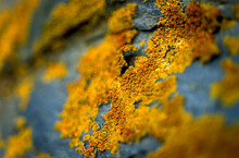 Detail Of Yellow Lichen On Coastal Rocks, Maine, New England.