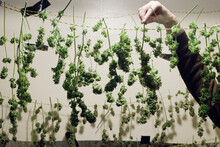 A Man Trims And Hangs His Medical Marijuana Strains.