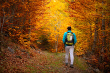 Woman Walking Through A Spectacular Forest In Autumn