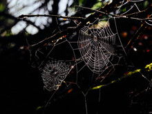 Spider Web With Dew Drops Early In The Morning, Yach Elzach, Black Forest, Baden-Württemberg, Germany