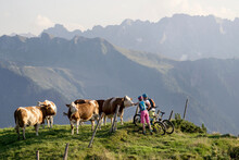 Young Couple Of Mountainbikers Stroking Cow In Alpine Landscape, Zillertal, Tyrol, Austria