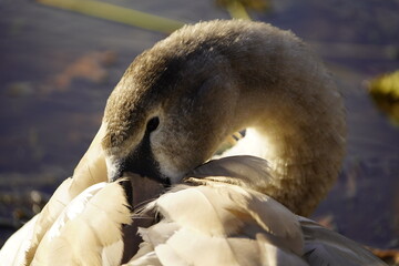 Wall Mural - Young mute swan, this year (Cygnus olor) Anatidae family.