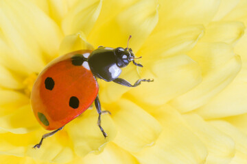 Wall Mural - close up of ladybug sitting on yellow flower