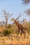 Fototapeta Sawanna - A male giraffe ( Giraffa Camelopardalis), Sabi Sands Game Reserve, South Africa.