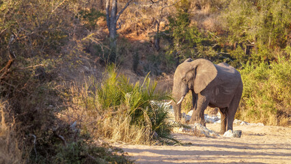 Wall Mural - elephant (loxodonta africana), timbavati game reserve, south africa.