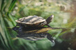 Schildkröte mit Spiegelung im Wasser