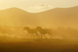 Fototapeta Konie - herd of horses running at sunset