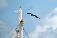 Low-angle View Of An Ascension Frigatebird Flying Before A Ship Mast