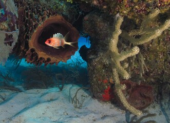 Wall Mural - Small cute longspine squirrelfish near a coral reef