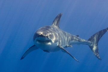 Canvas Print - Great white shark in the water