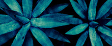 Closeup Of Blue Agave Leaves, Toned Color