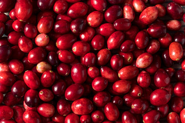 Canvas Print - Raw Red Organic Fresh Cranberries