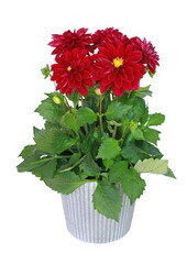 Wall Mural - Dahlia rouge en pot	