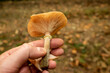 Honey Fungus mushrooms in top view