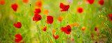 Fototapeta  - Spring, field of poppy flowers. The concept of the freshness of the morning nature. Spring landscape of red wildflowers. Beautiful landscape, pnorama long banner.