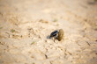 A scarab beetle rolls a ball of dung through the desert of Egypt. Dung beetle rolling a dung ball. Insect life, wildlife.