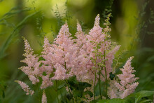 Beautiful Pink Spikes Of Astilbe Flowers In The Shade Garden.