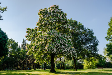 flowering northern catalpa in the city park