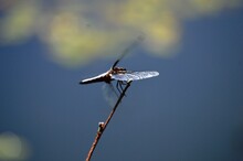 A Large Blue Dragonfly On A Plant
