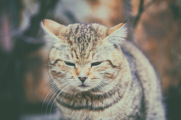 Wall Mural - Portrait of a cat sitting in the yard