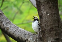 Closeup Shot Of A Black-collared Starling (Gracupica Nigricollis) Resting On A Tree