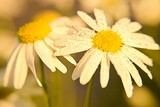 Fototapeta Kwiaty - Polne kwiaty