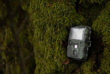 Camera Trap Disguised Surveillance Camera In The Forest On A Tree To Observe Animals And Birds.