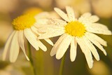 Fototapeta Kwiaty - Polne kwiaty