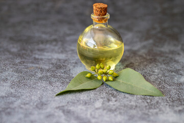 Wall Mural - Eucalyptus plant leaves, seeds and eucalyptus oil in bottle on black background.