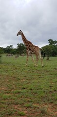 Tall Giraffe in green wild nature on Safari in Africa