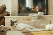 © sonyachny - Cute cat relaxing on cozy rug at fireplace. Portrait of adorable kitty lying at warm fireplace with autumn decor and firewood stack in rustic farmhouse. Autumn hygge
