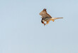 Amur Falcon, Falco amurensis