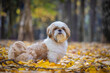shih tzu dog sits on autumn leaves in the park