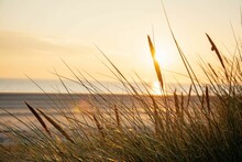 Selective Focus Shot Of Grass At The Beach Against Scenic Sunset