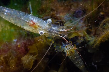 Wall Mural - head of hungry saltwater adult rockpool shrimp search for food in green and brown algae, Black Sea marine biotope aquarium, shining and glowing invasive species, vulnerable nature require protection