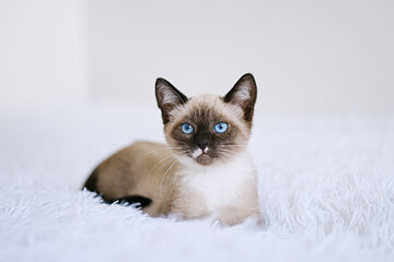 Wall Mural - Small kitten with blue eyes on a white blanket. Kitty three months