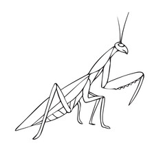 Canvas Print - Vector hand drawn doodle sketch mantis isolated on white background