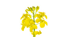 Colza White Background. Yellow Rape Flowers For Healthy Food Oil