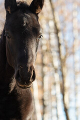 Wall Mural - portrait  of black colt posing   sunny autumn day . close up