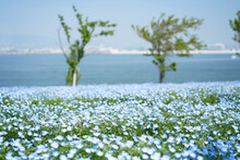 Nemophila Field Of Maishima Seaside Park In Osaka, Japan