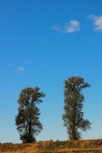 Vertical Shot Of Two Poplar Trees In A Field Against The Blue Sky