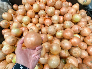 asian female hand pick onion. fresh onion for cooking ingredient. healthy onion for background