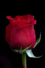 Red Rosebud 