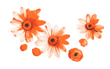 Orange Flowers Elements For Wrappers, Wallpapers, Postcards, Greeting Cards, Wedding Invites