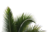 Fototapeta  - coconut or plam tree branch isolated with white background and with clipping path.