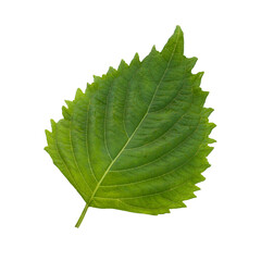 Sticker - Fresh Green Shiso or Oba leaf isolated on alpha background.