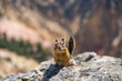 Yellow-pine chipmunk (Tamias amoenus) sitting on a cliff in Yellowstone National Park.