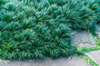 Closeup Ophiopogon japonicus (L.f.) Ker-Gawl. Kyoto Dwarf Grass at the garden background. ( LILIACEAE )