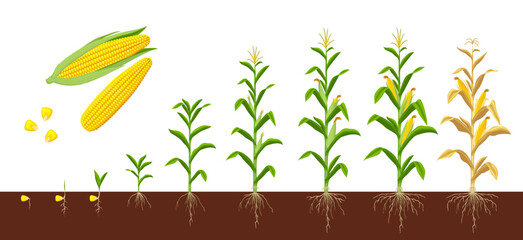 Corn maize growth stages. Farm plant evolving, development stage or agriculture crop sapling evolution progress. Corn grow phases form seed with roots in soil to seedling, plant ready for harvesting