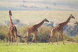 Fototapeta Sawanna - A group of Maasai Giraffe wander across the grass savannah of the Masai Mara, Kenya